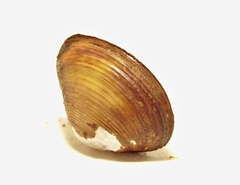 Corbicula australis