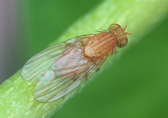 Sapromyzosoma quadripunctata