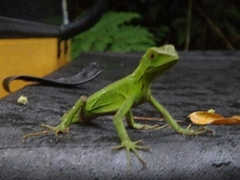 Enyalius