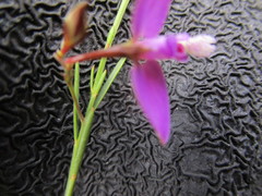 Polygala refracta