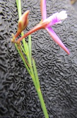 Polygala refracta
