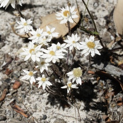 Hyalosperma cotula