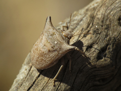 Ventocoris falcatus