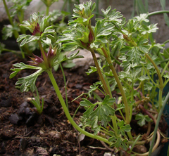 Lamium glaberrimum