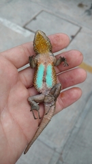 Sceloporus grammicus