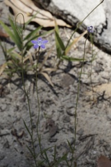 Wahlenbergia multicaulis