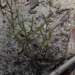 Wahlenbergia multicaulis