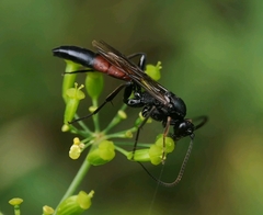 Stenichneumon culpator