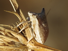 Ventocoris falcatus
