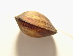 Corbicula australis