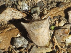 Ventocoris falcatus