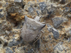 Ventocoris falcatus