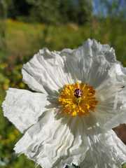 Argemone hunnemannii