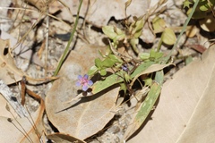 Lysimachia arvensis caerulea