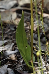 Cryptostylis ovata