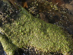 Wolffia brasiliensis