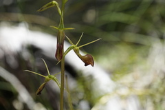 Cryptostylis ovata