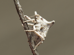 Ventocoris falcatus