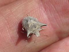 Ventocoris falcatus
