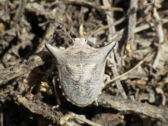 Ventocoris falcatus