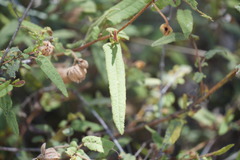 Thomasia paniculata