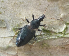 Temnostethus gracilis
