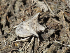 Ventocoris falcatus