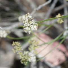 Platysace filiformis
