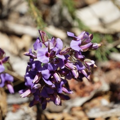 Gompholobium confertum