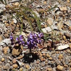 Gompholobium confertum