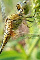 Diplacodes trivialis