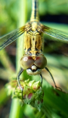 Diplacodes trivialis