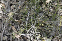 Platysace filiformis
