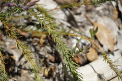 Gompholobium confertum