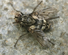Trixa conspersa