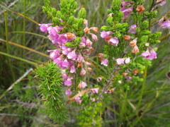 Erica chamissonis