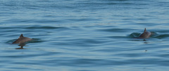 Phocoena phocoena vomerina