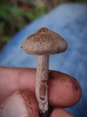 Inocybe impexa