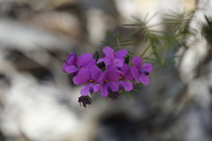 Gompholobium venustum