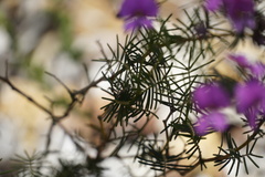 Gompholobium venustum