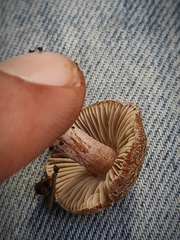 Inocybe impexa