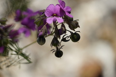 Gompholobium venustum