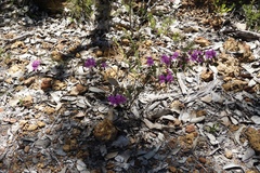 Gompholobium venustum