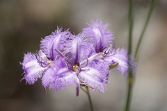 Thysanotus dichotomus