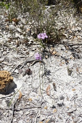 Thysanotus dichotomus