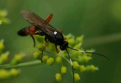 Ctenichneumon inspector