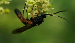 Ctenichneumon inspector