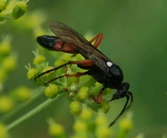 Ctenichneumon inspector