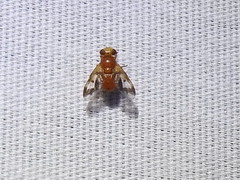 Oestrophasia calva
