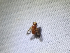 Oestrophasia calva